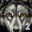 野狼模拟器游戏 V21.5 安卓版